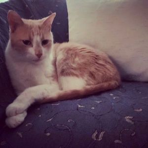 Meet your Posher, Amra